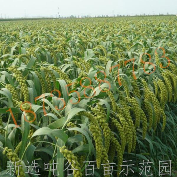 新选吨谷百亩示范田