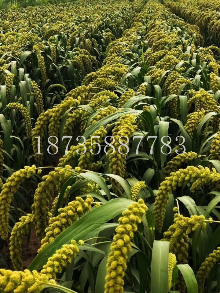 谷子