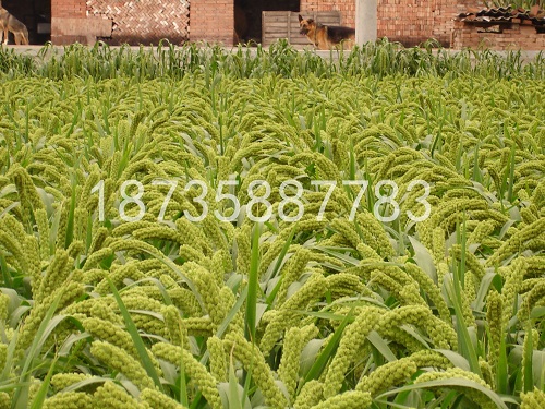 谷子